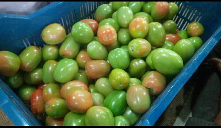 Tomato